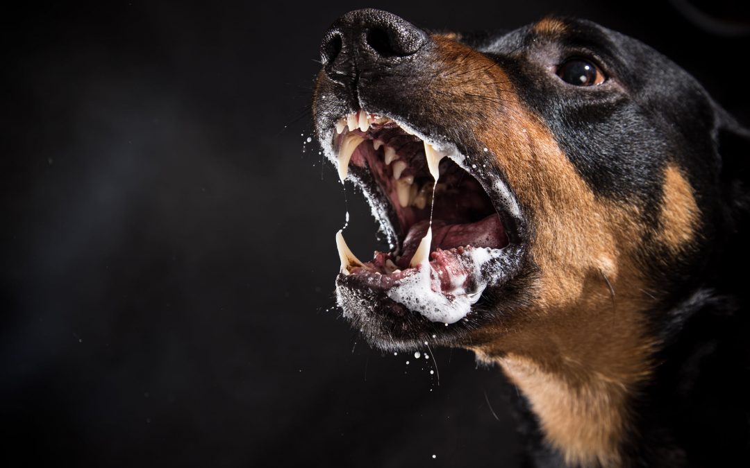 Atleet gebeten door een hond